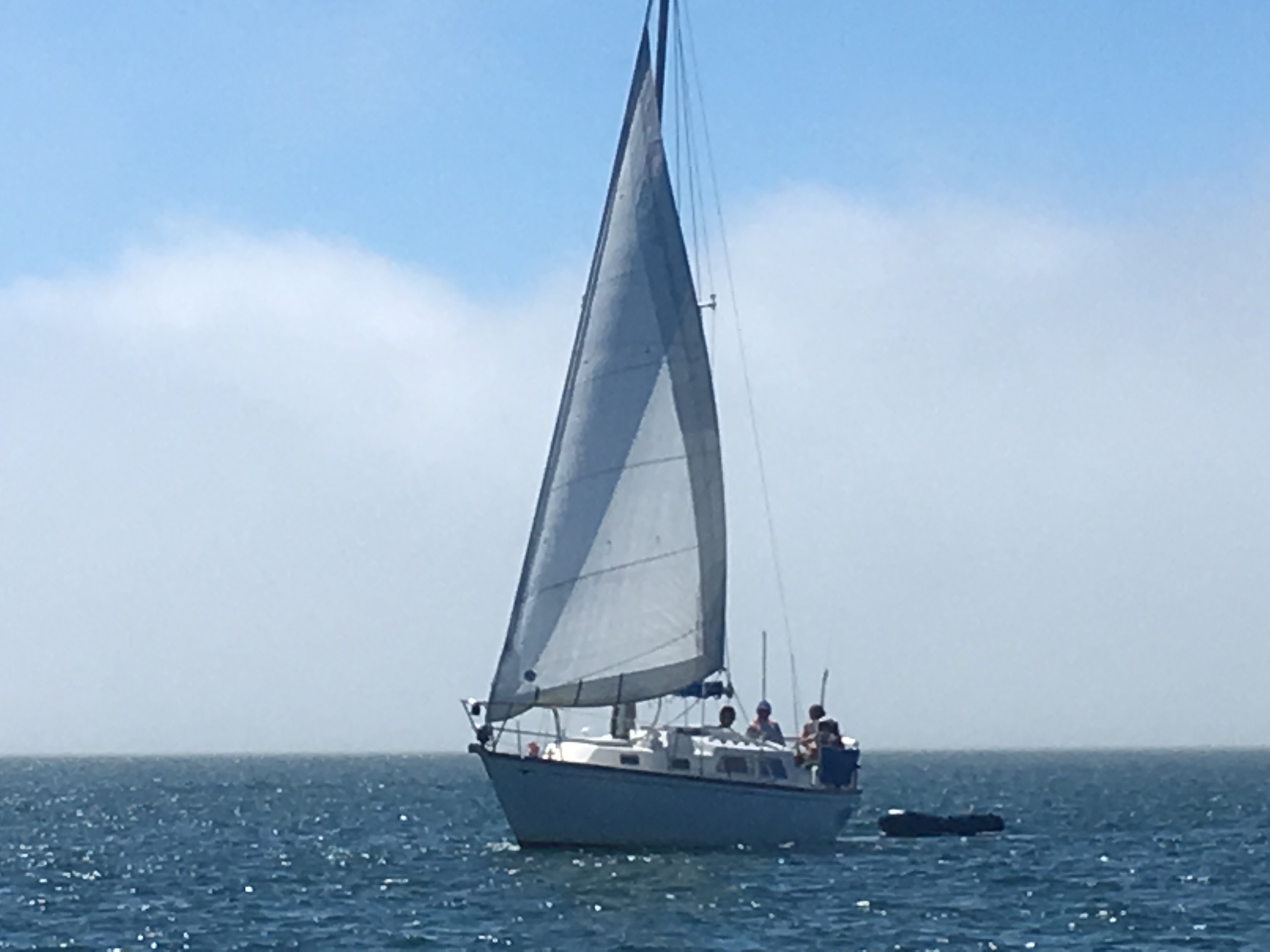 A yacht sails in front of the fog bank which prevented two cruise ships from entering Otago...