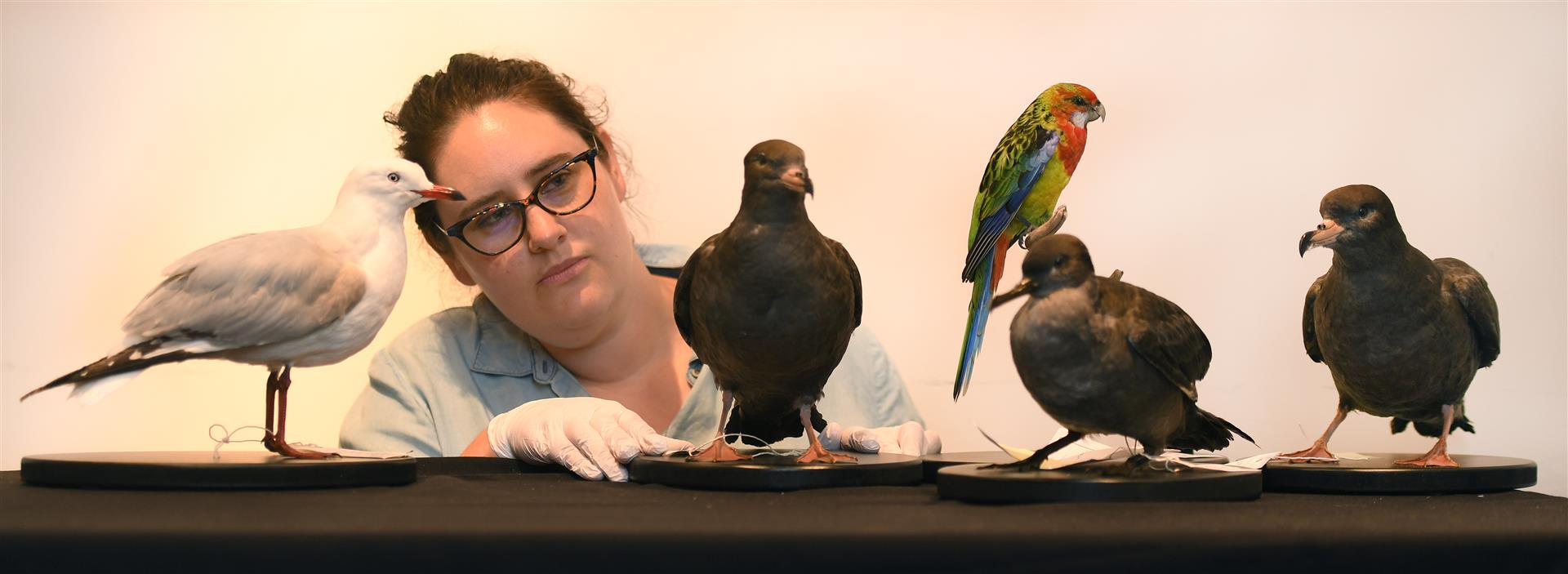Otago Museum natural science curator Emma Burns with recently stuffed birds (from left): a red-billed gull, a flesh-footed shearwater (and another, at right), an eastern rosella and a sooty shearwater. Photo: Stephen Jaquiery
