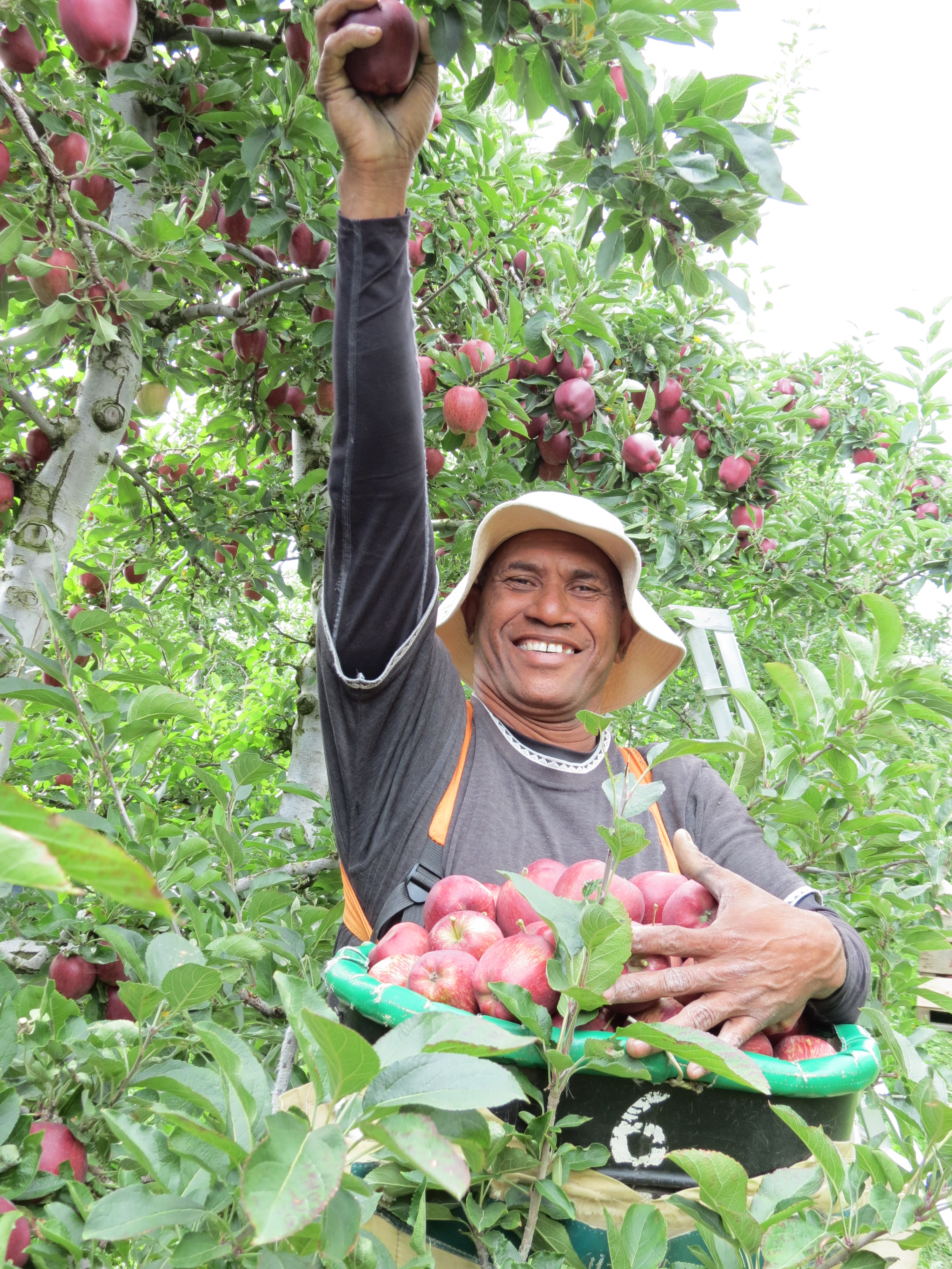 Robson Bihu picks red delicious apples from a block in the Remarkable Orchard at Roxburgh East....