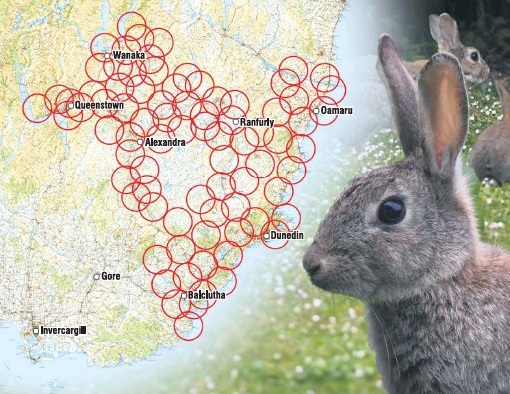 These overlapping circles indicate the expected distance the rabbit virus RHDV1 K5 will spread in...