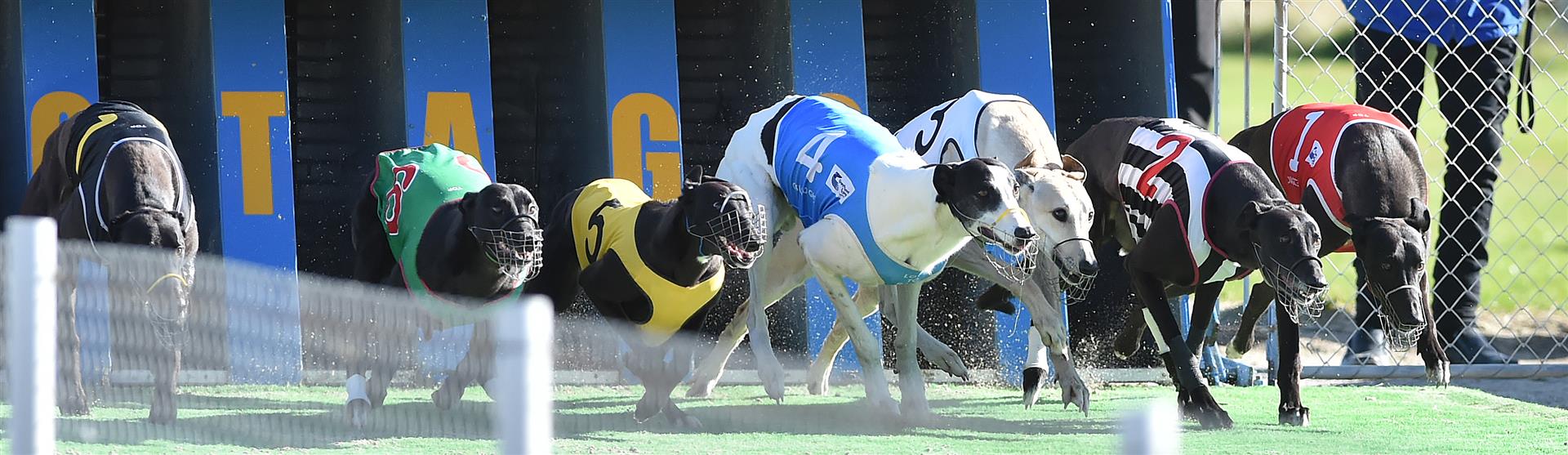 The field for the 2018 Dunedin Greyhound Cup bursts away from the starting boxes at Forbury Park yesterday. Winner Must Be Rusty is second from left. Photo: Gregor Richardson