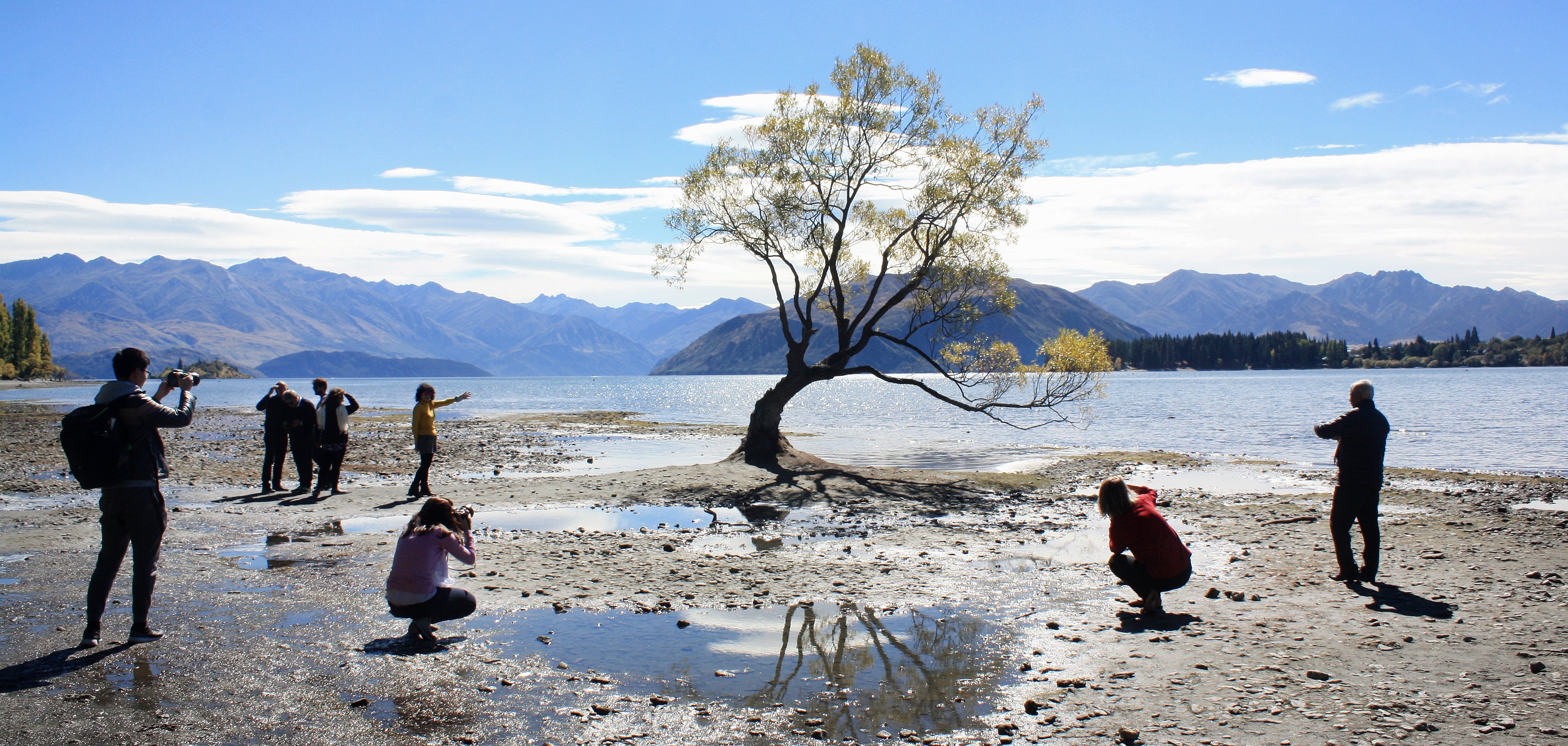 Thousands of tourists take pictures of the tree in Lake Wanaka each year. Photo: Tim Miller