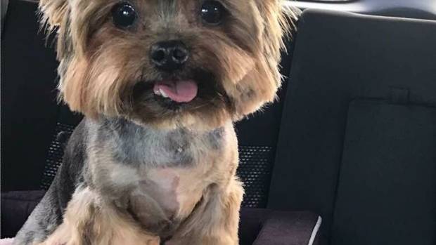 Diezel the 9-year-old Yorkshire Terrier suffered injuries akin to being stomped on or beaten with...