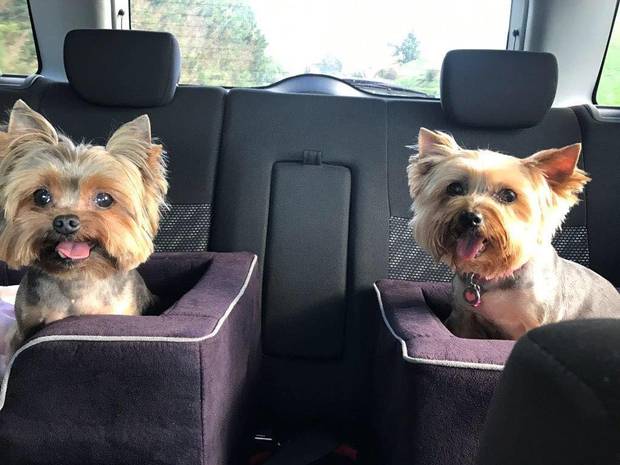 Diezel, left, and his cousin, Chilli, going for a ride. Photo:Candice Ferguson.