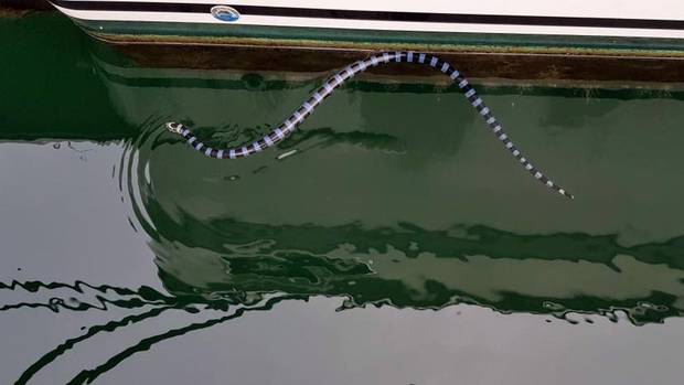 A banded sea krait was seen in Tauranga. Photo: NZME