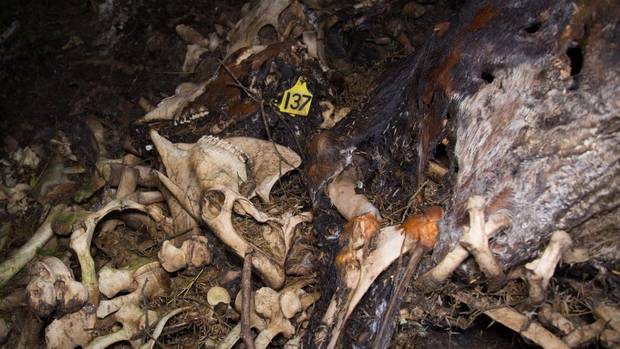 The offal pit was on the same Northland farm that is at the centre of allegations of animal abuse...