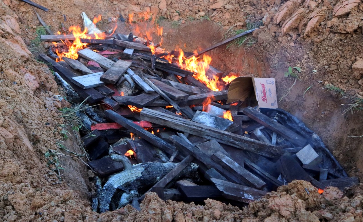 Some of the crocodile carcasses are burned by government authorities in Sorong regency, West...