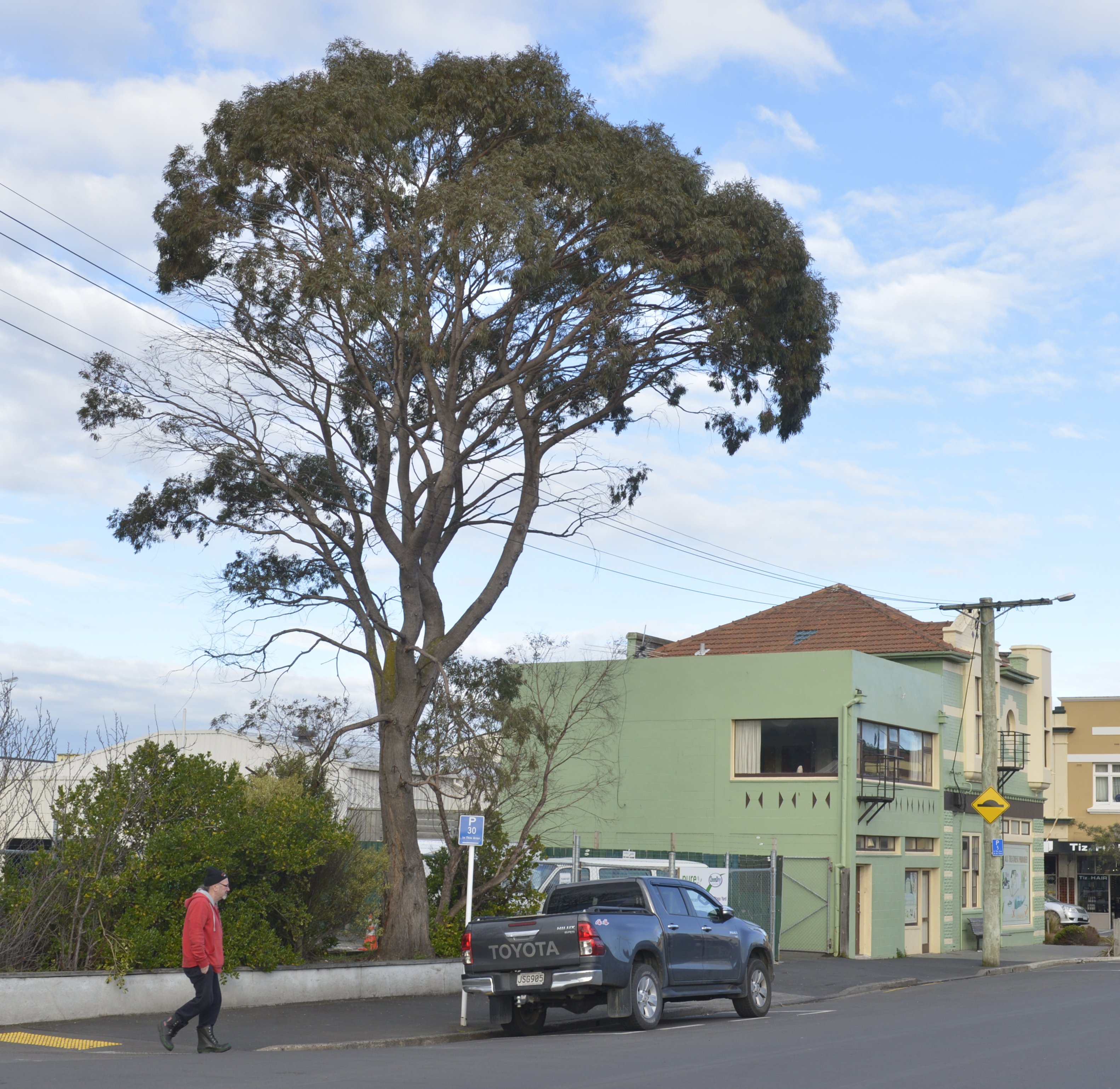 The willow peppermint near the corner of McBride and King Edward Sts in South Dunedin. Its lower...