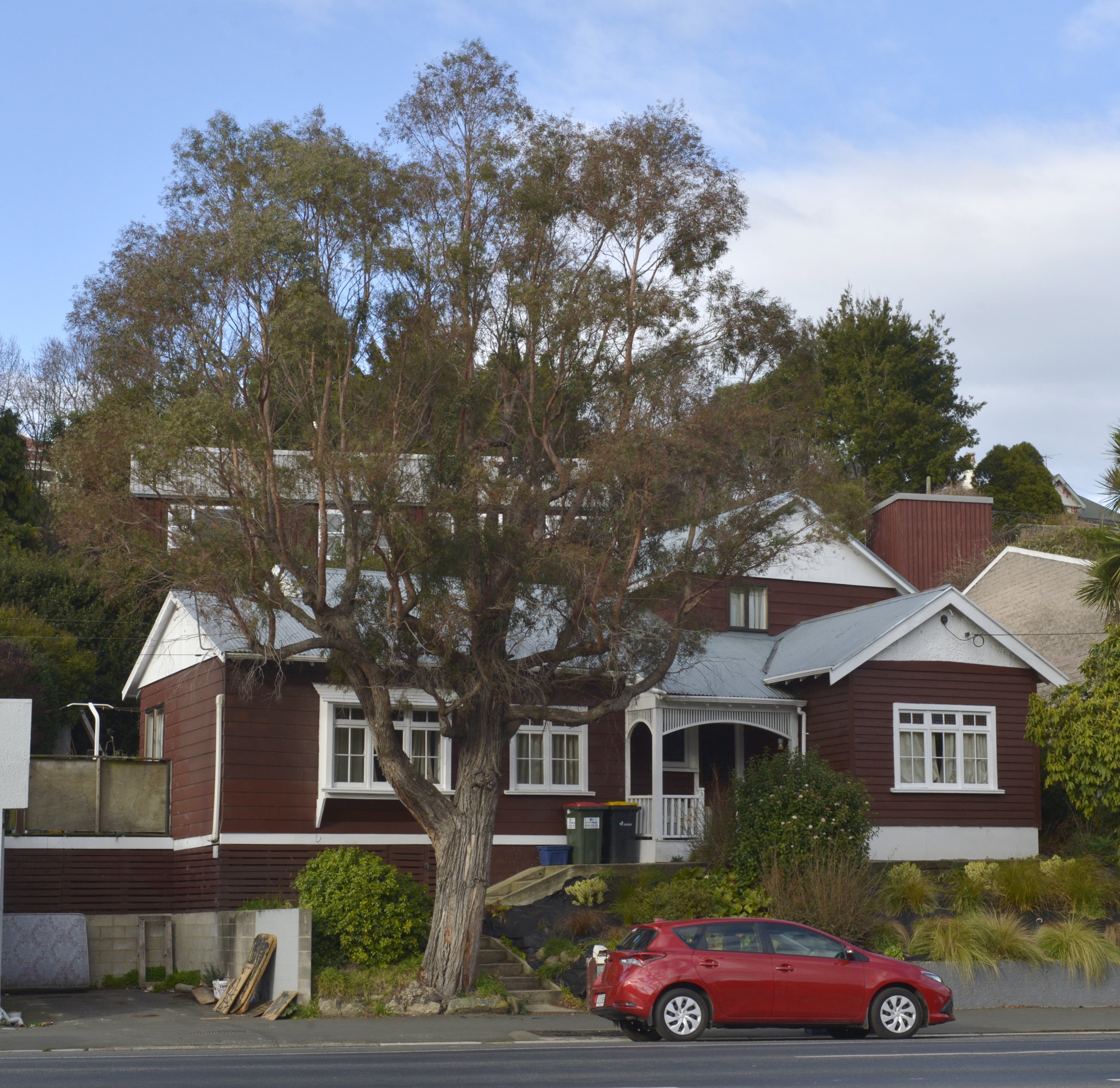 A large old willow peppermint in the front garden of 198 North Rd, Northeast Valley. Even though...