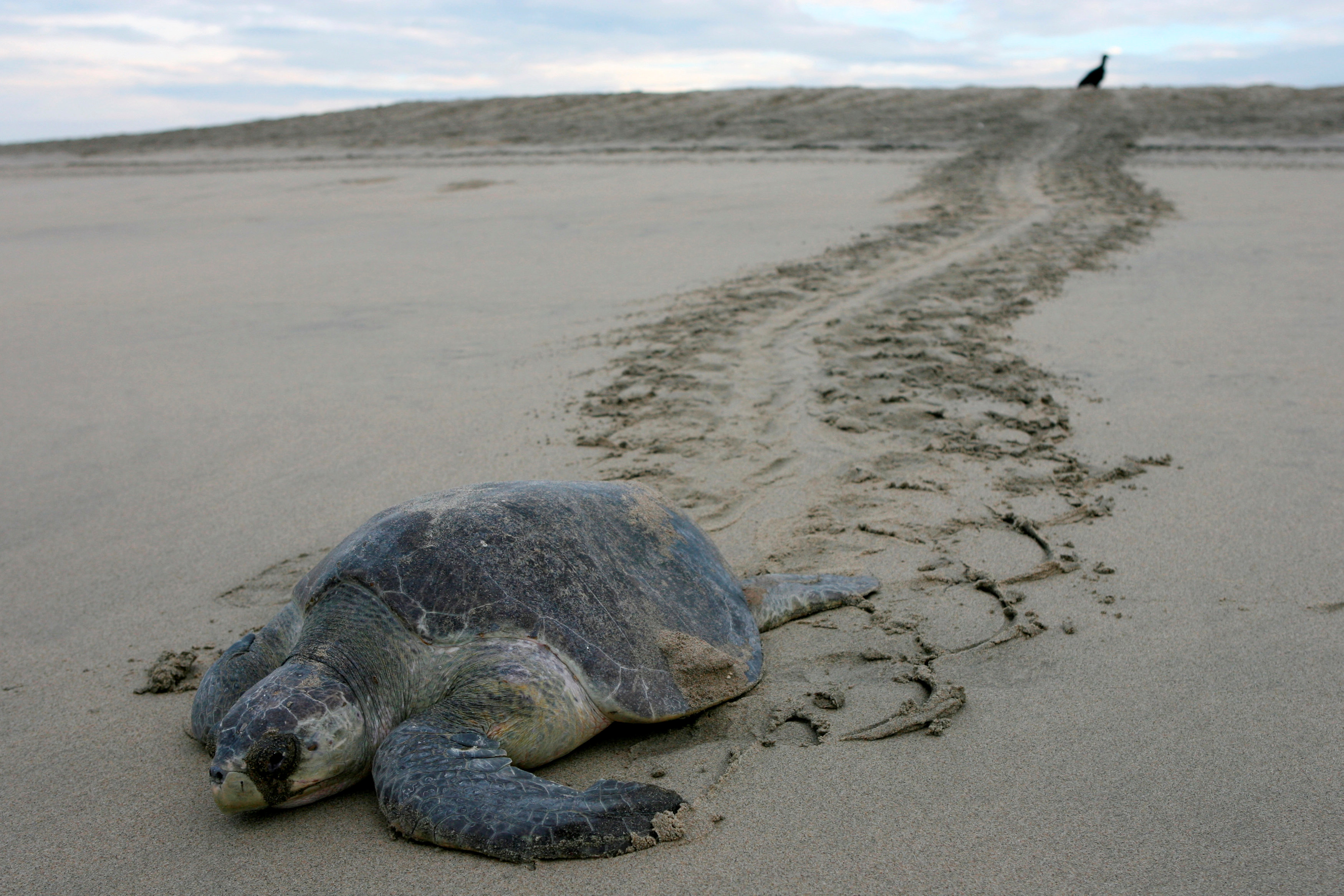 Черепаха лежу. Морская черепаха на берегу. Мертвая морская черепаха. Морская черепаха на суше.