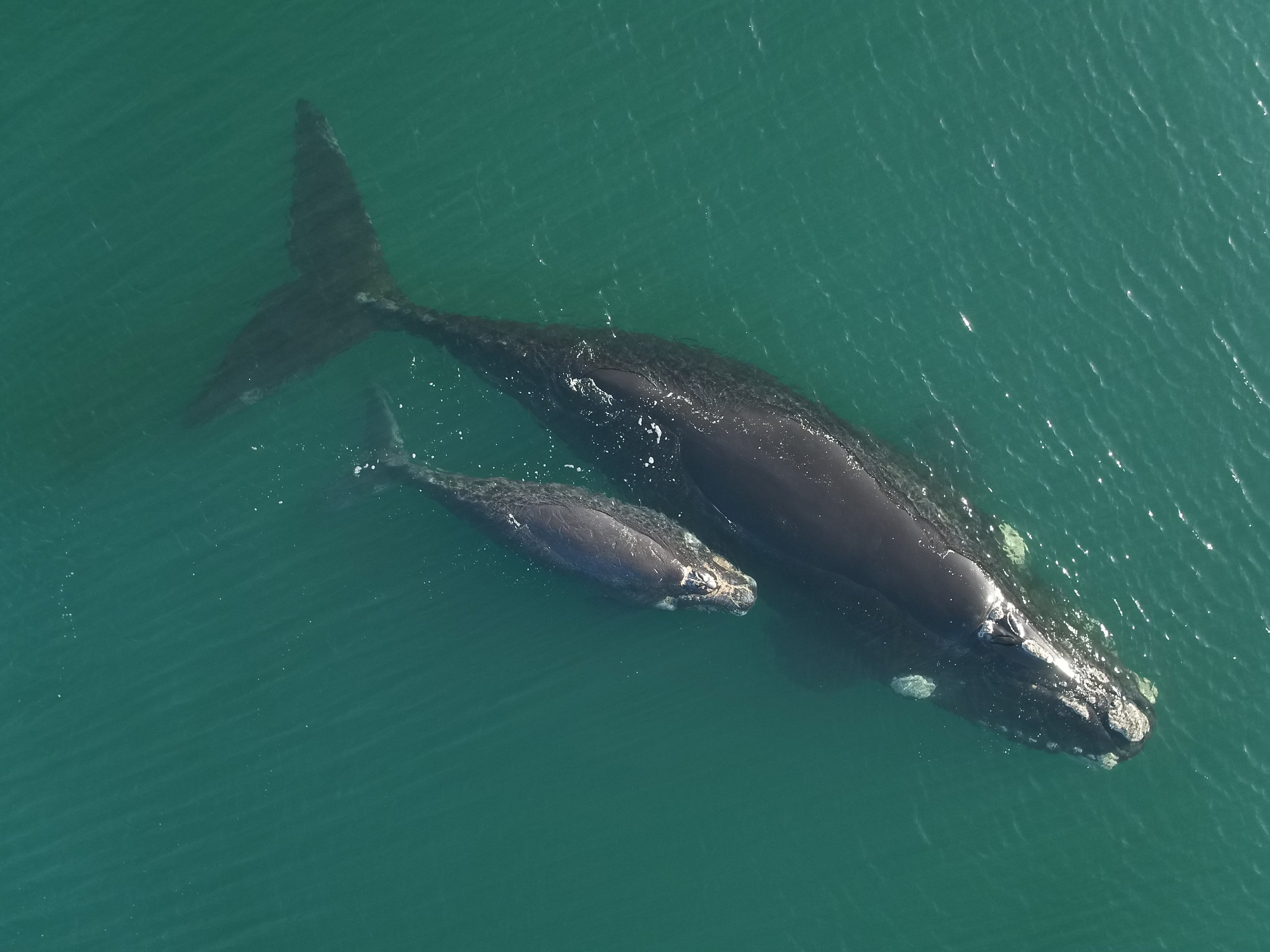 A 15m long right whale and her calf photographed in 2016 by a drone off the subantarctic Auckland...