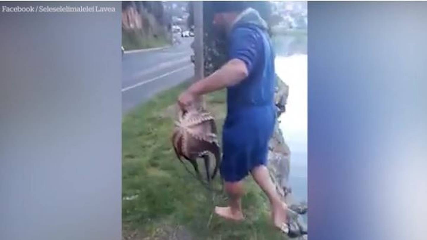 A man has impressively caught two octopuses with his bare hands while walking along the Dunedin...