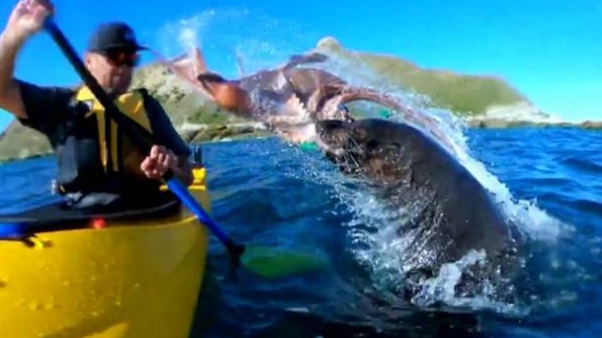Seal slaps kayaker with octopus in gobsmacking video