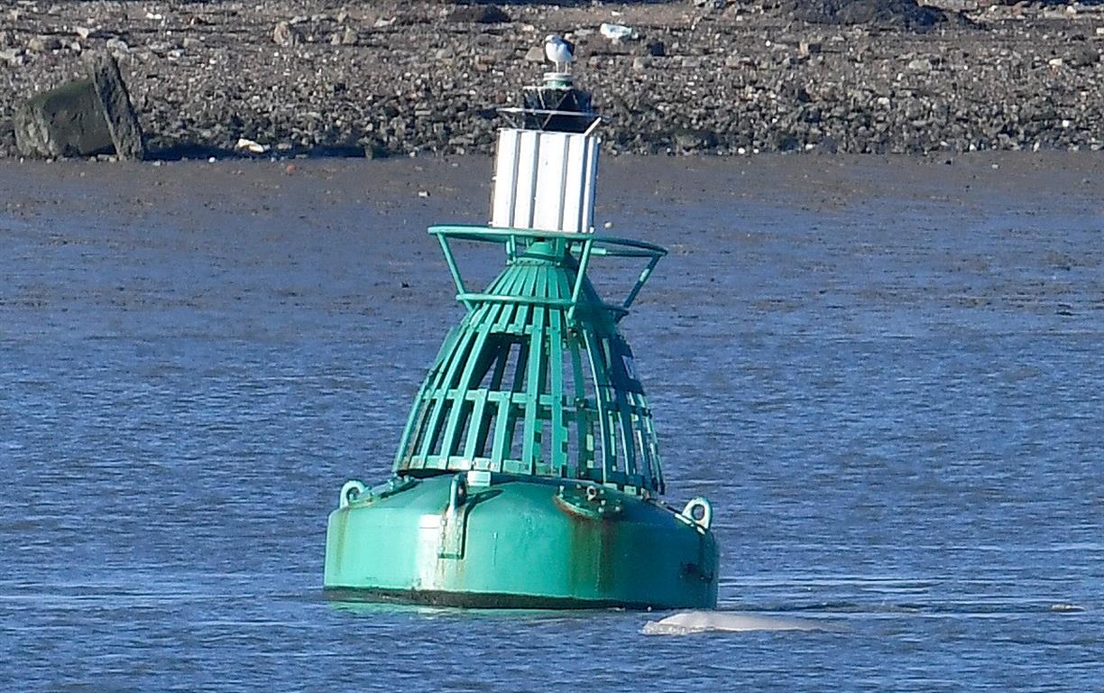 A beluga whale breaches by a buoy on the River Thames near Gravesend east of London. Photo: Reuters