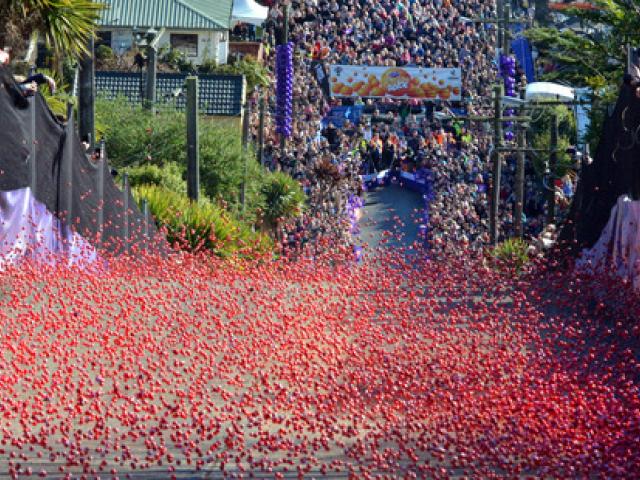 Jaffas roll down Baldwin St in Dunedin. Photo: ODT