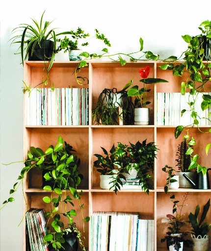 Books and indoor plants. Photos: Supplied 