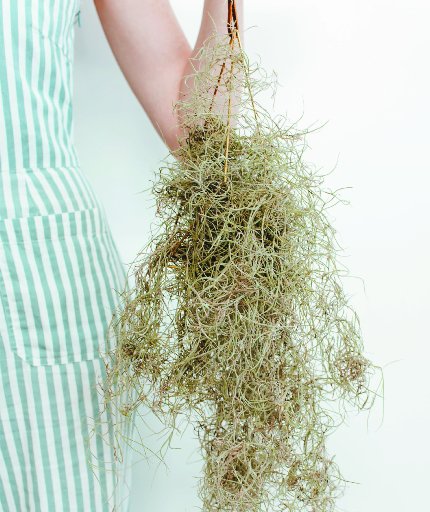 Spanish moss (Tillandsia usneoides) is an air plant, so needs no soil. 