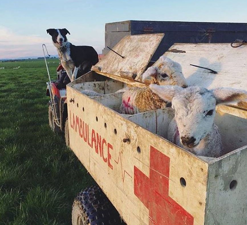 Wrey's Bush farmer Bradley Stewart uses his ''Lambulance'' as a way to transport animals around...