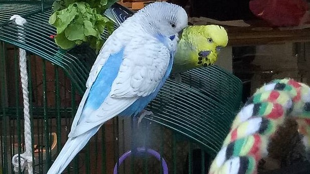 The Auckland couple's much-loved birds Flocke and Urmel. Photo: Supplied via NZ Herald