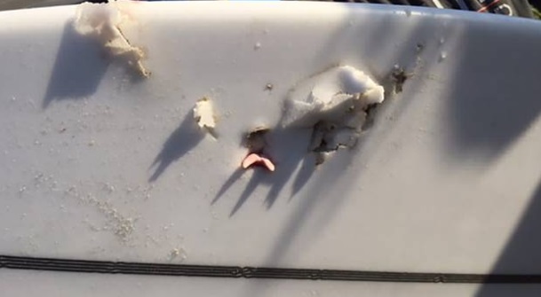 The shark left a tooth in the surfboard after the attack. Photo: Supplied via NZ Herald