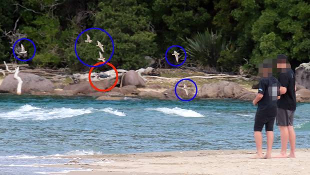 A drone was spotted at Whangamata Estuary earlier this month being flown close to six dotterels....