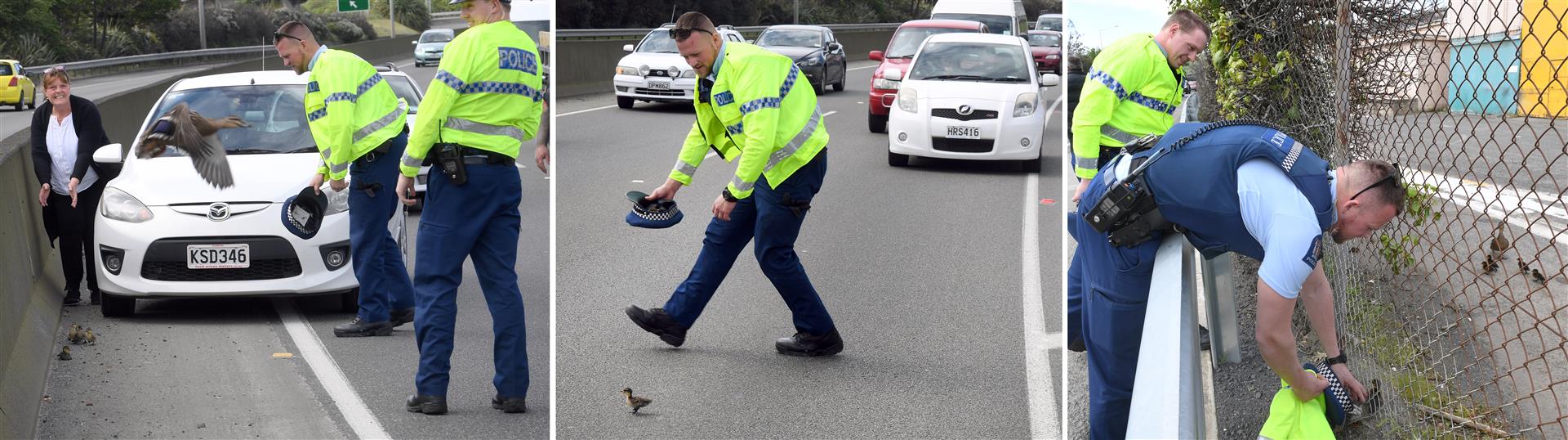 Dunedin Constables Chris Parsons (with beard) and Matt Sheat use their hats to corral a family of ducks that strayed on to State Highway 1 by Green Island yesterday. Photo: Stephen Jaquiery