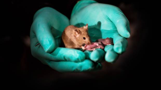 This image shows a healthy adult bimaternal mouse (born to two mothers) with offspring of her own...