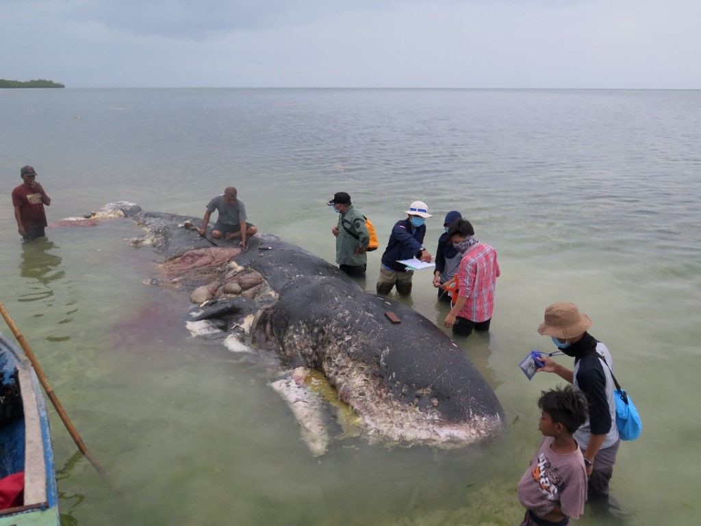 The whale was found with nearly 6kg of plastic waste inside it. Photo: Reuters