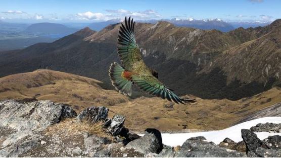 American tourist Phil Narodick has captured a "once in a lifetime" photograph of a flying Kea on the Kepler Track in Fiordland. Photo: Phil Narodick