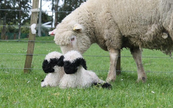 The Swiss Valais Blacknose is known as the "cutest sheep in the world'. Photo: Supplied via RNZ