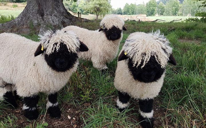 The Swiss Valais Blacknose is known as the "cutest sheep in the world'. Photo: Supplied via RNZ