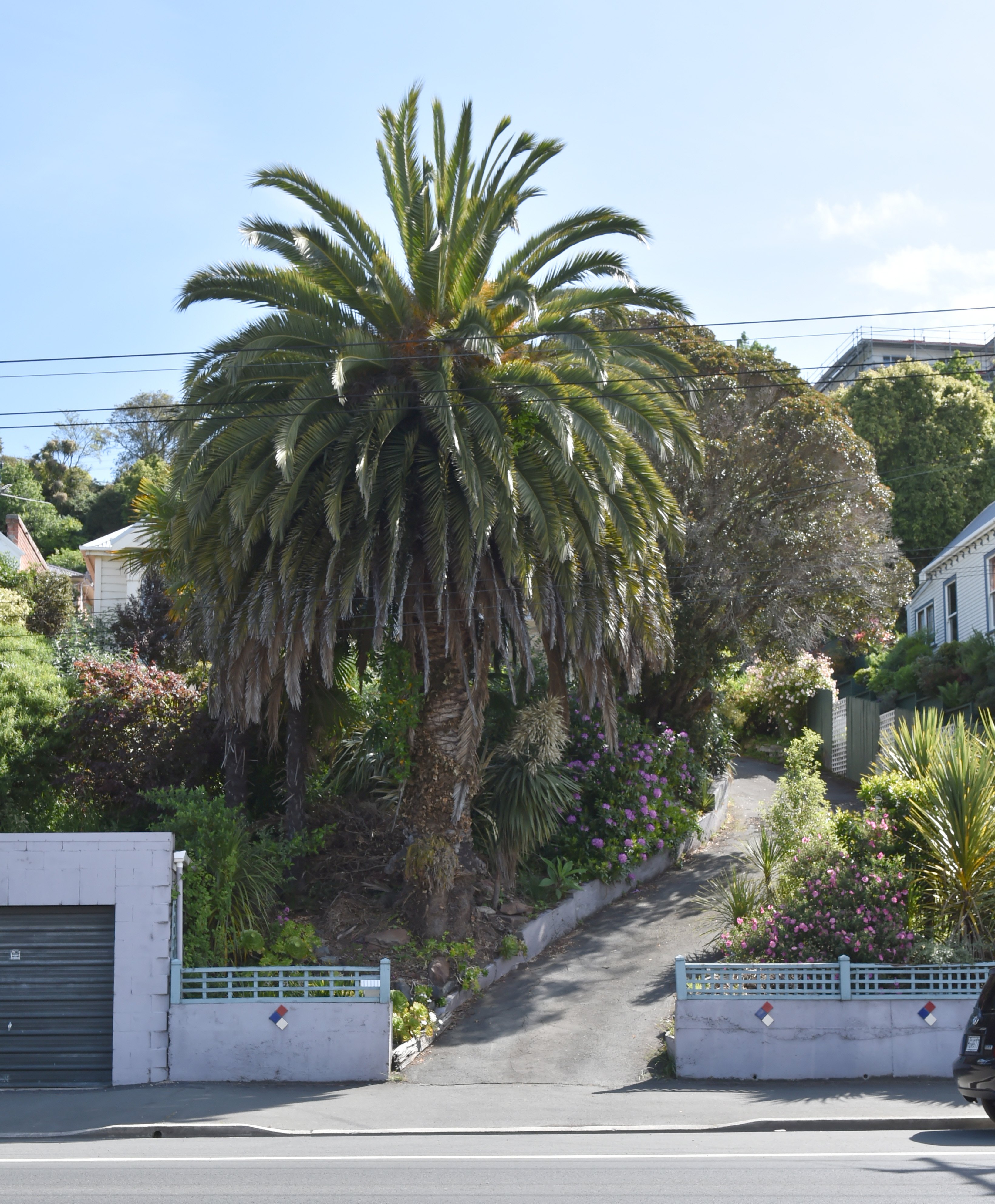 The massive Canary Island Date Palm in the front garden of 54 Forbury Rd, Dunedin, with its...