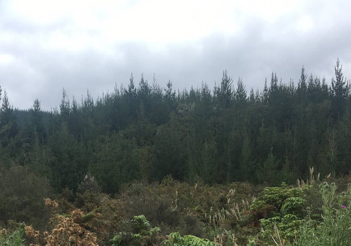 The land where 1.1 million pines were planned to be planted in 2018. The planting was canned...