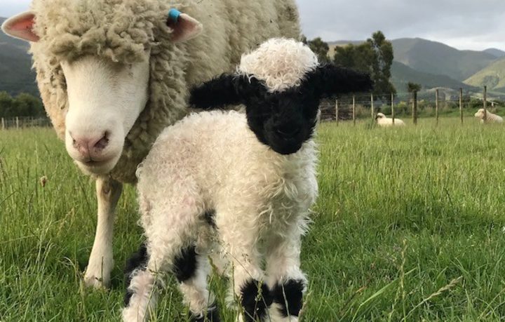 One of the Swiss Valais Blacknose lambs born in New Zealand. Photo: RNZ