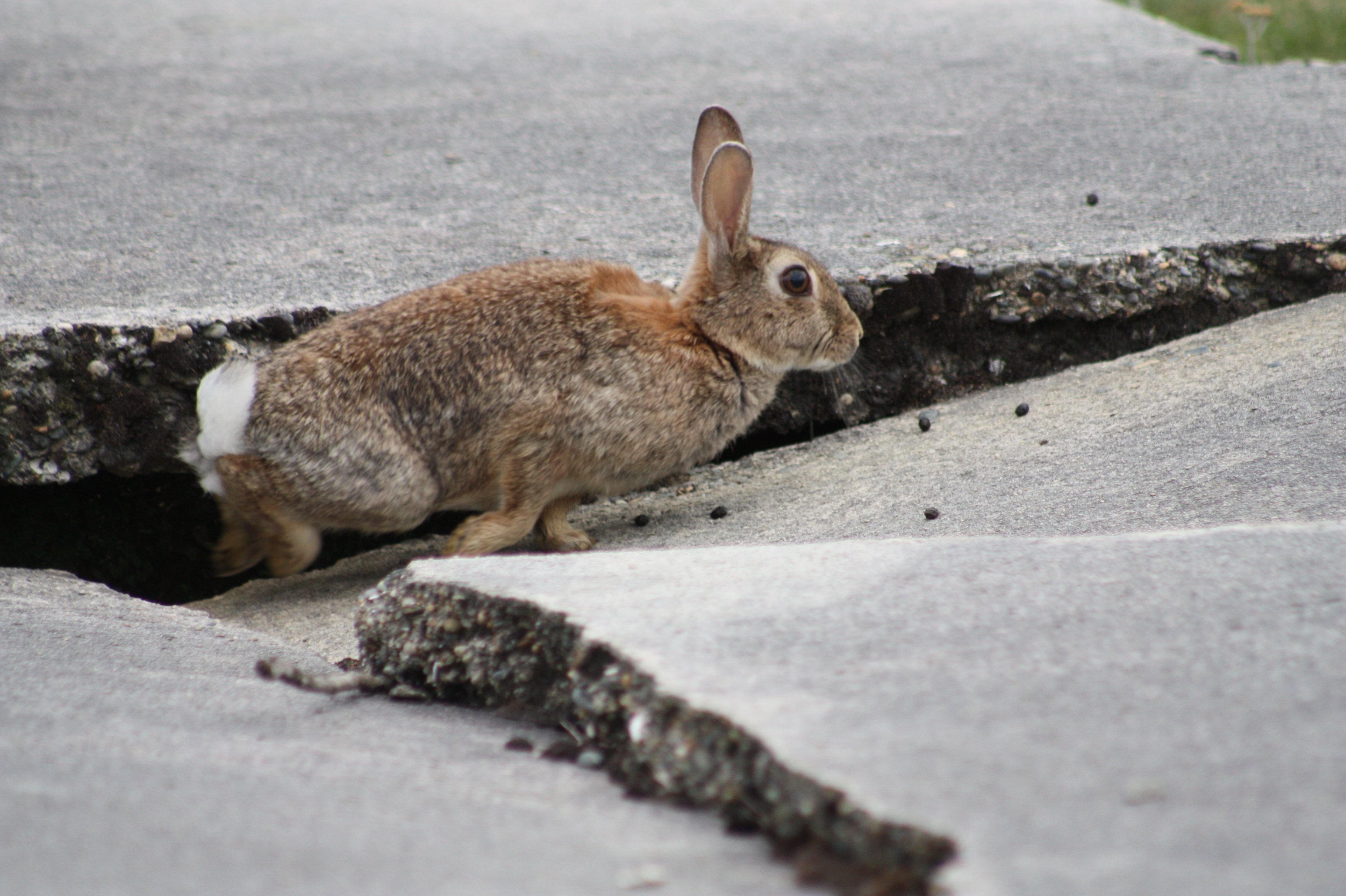 A rabbit peers out from its home in a broken grave at the Eastern Cemetery in Invercargill. Photo...