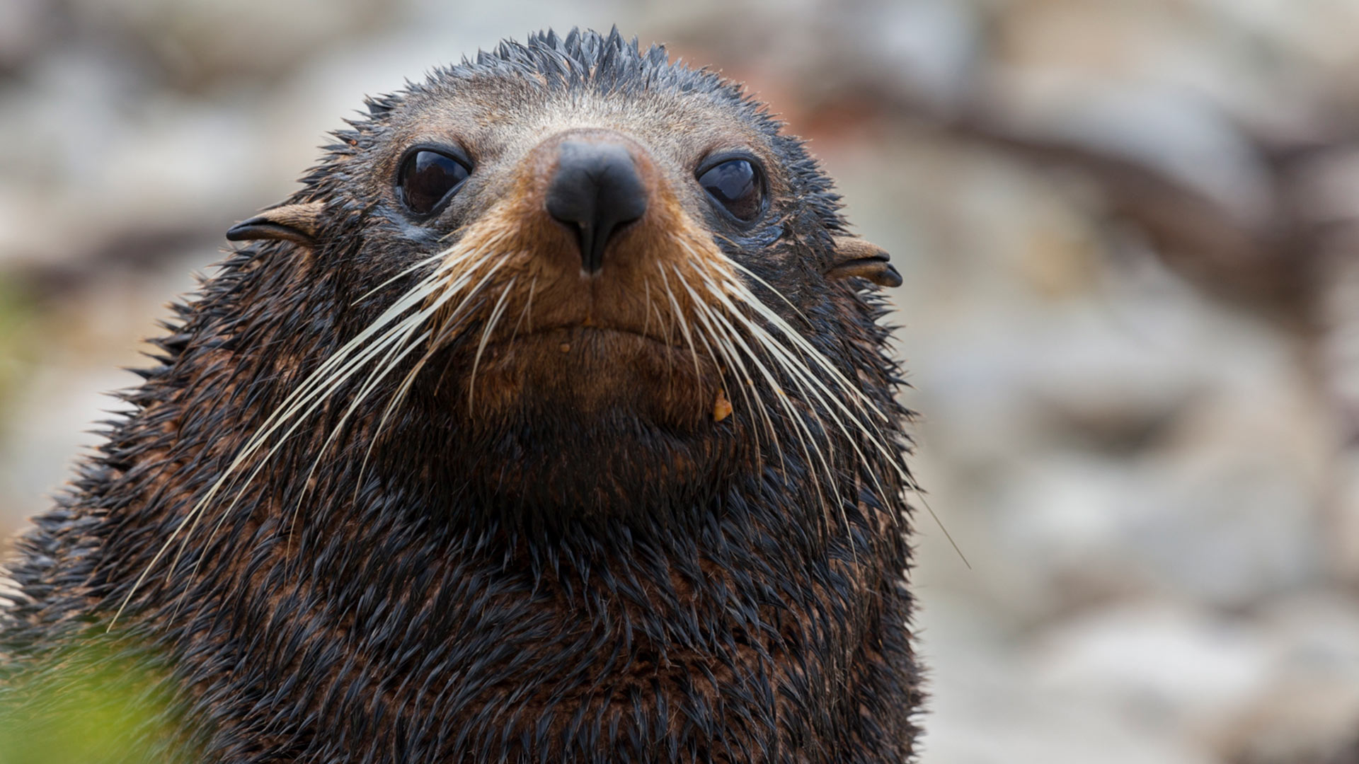 A NZ fur seal. Photo: Doc