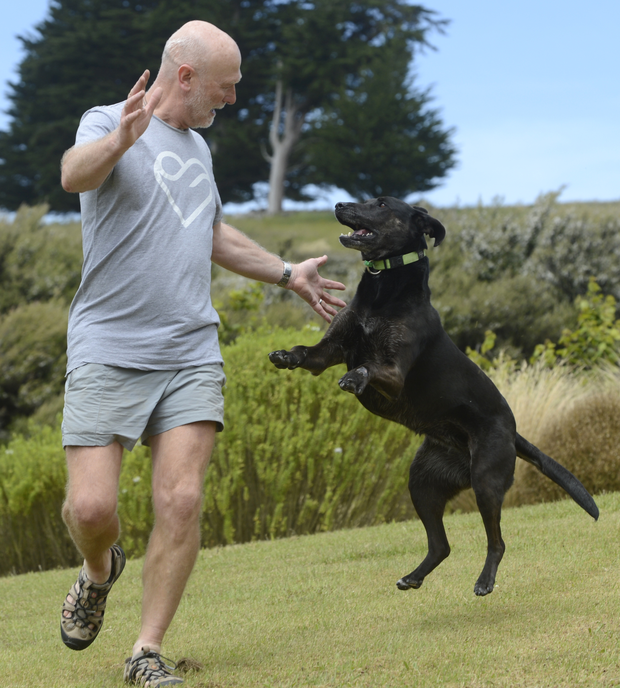 Meg is back on all-fours, playing with owner Andy Cunningham at their Purakaunui home. PHOTO:...