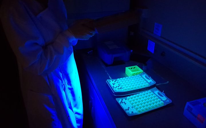 A scientist uses white light to test for E. coli in samples. Photo: RNZ