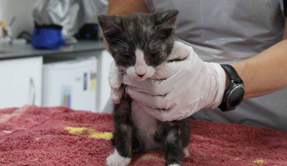 The kitten is expected to make a full recovery. Photo: Supplied via NZ Herald