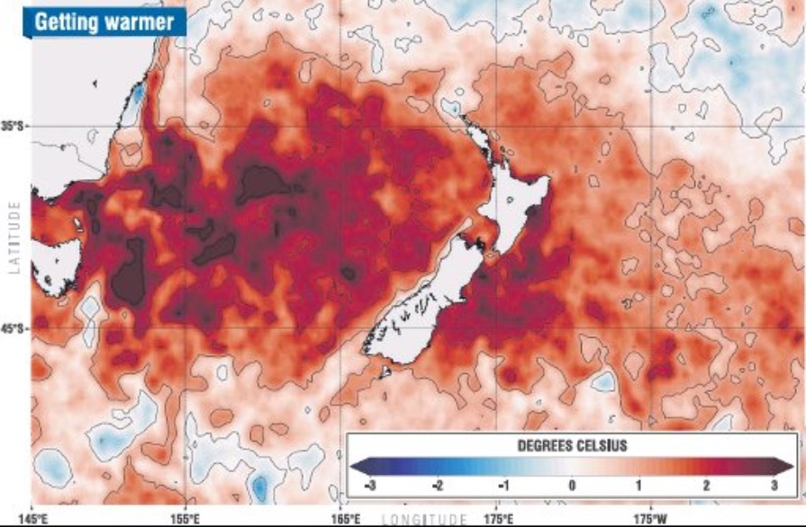 Sea surface temperatures are up to 3degC above average on the east coast of New Zealand. GRAPHIC:...