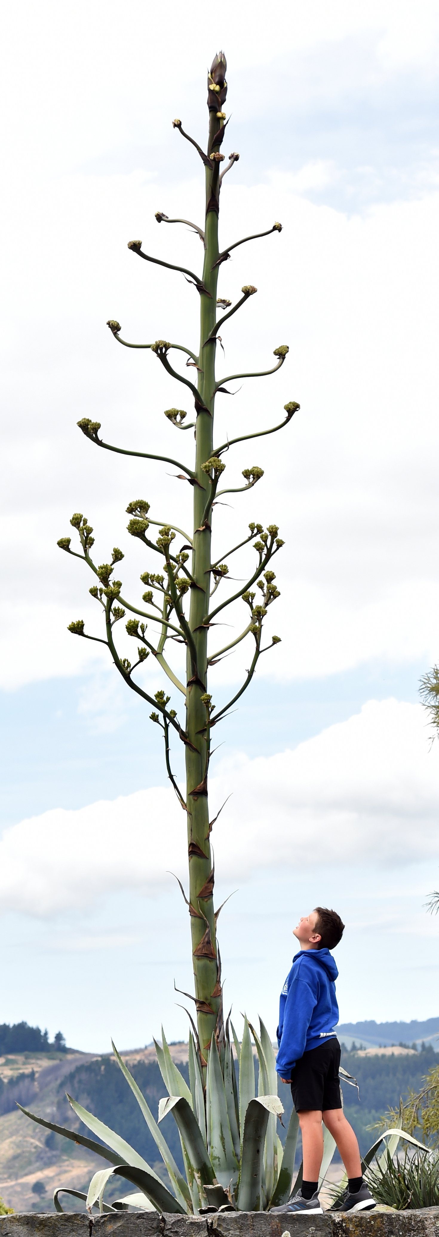 Charlie Murdoch (9), of Dunedin, admires the large Agave americana which is flowering on the...