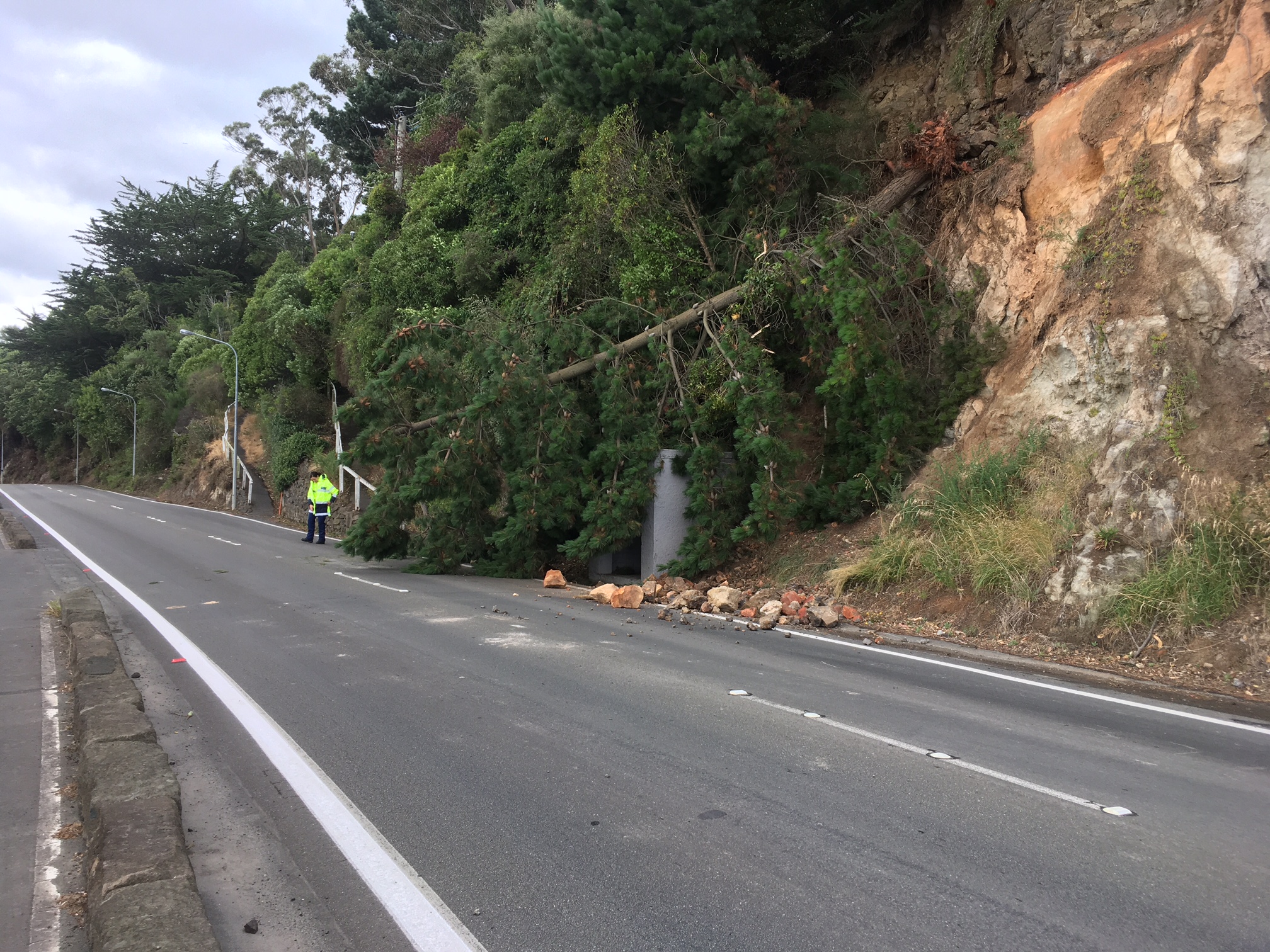 Portobello Rd was reduced to one lane after the tree came down. Photo: Peter McIntosh