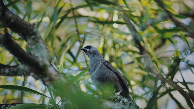 A kōkako fledgling perches on a tree near the Pirongia Forest Park Lodge. Photo: Amanda Rogers