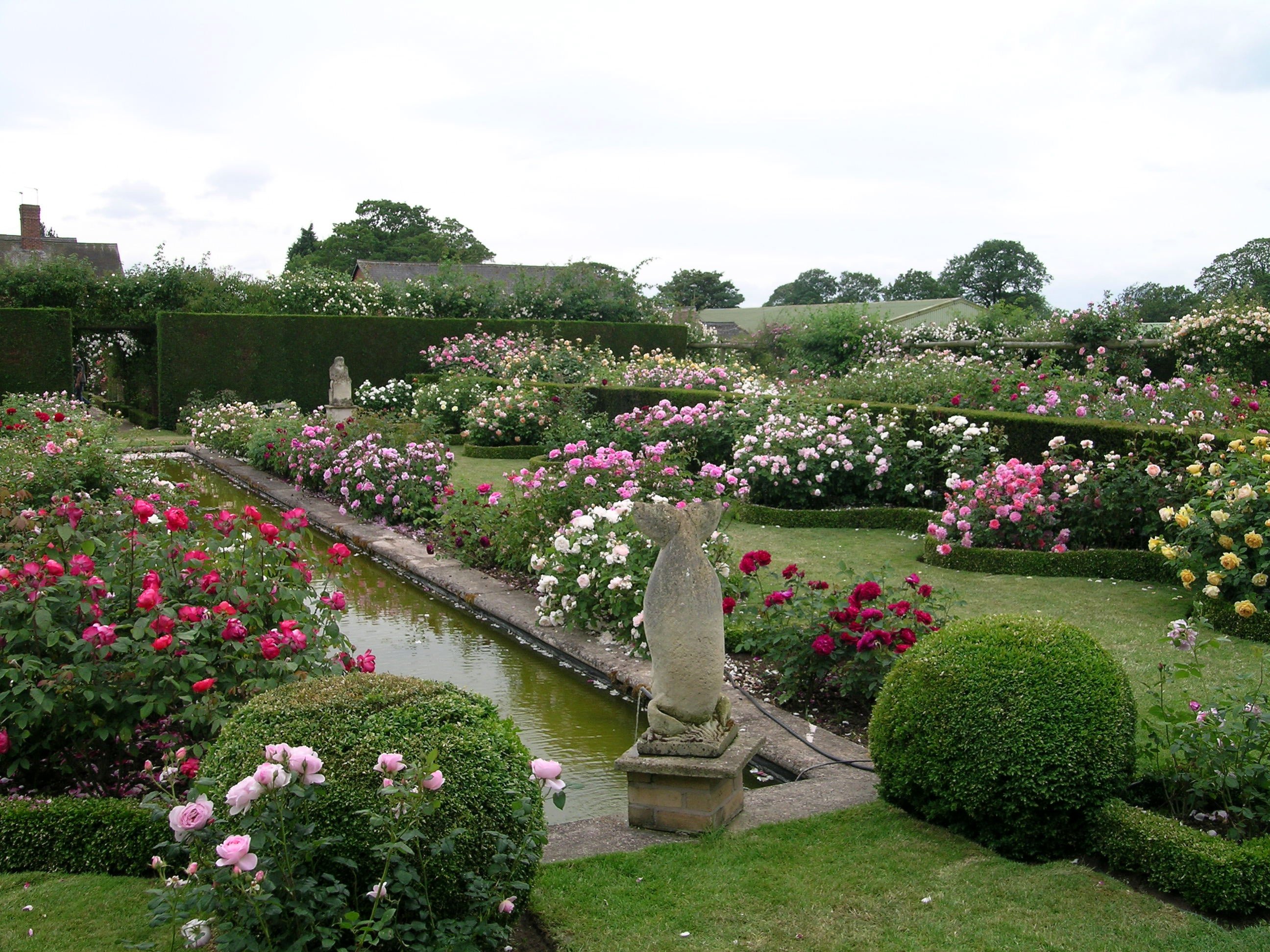 The garden at David Austin Roses, Albrighton, Shropshire, features hundreds of roses. Photos:...