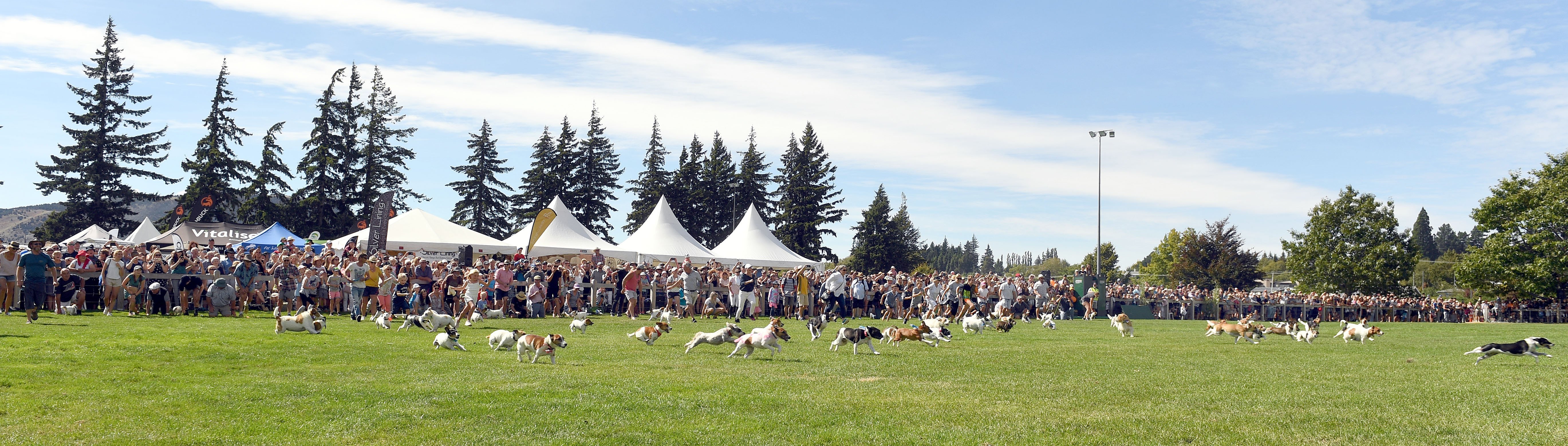 Terrier race winner Stella streaks to the lead moments after the race started. Photo: Stephen...