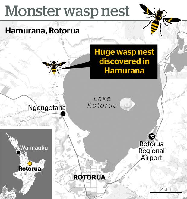 Where the wasp nest was found.