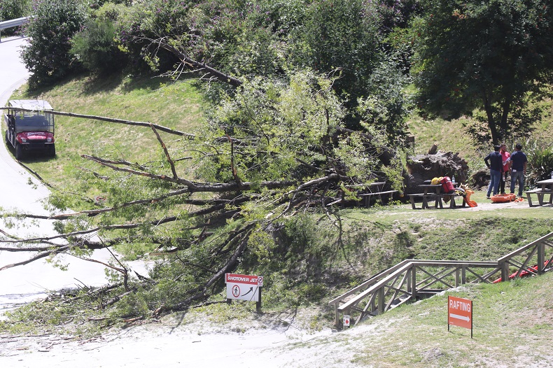 The tree came down in gusty conditions yesterday. Photo: Paul Taylor