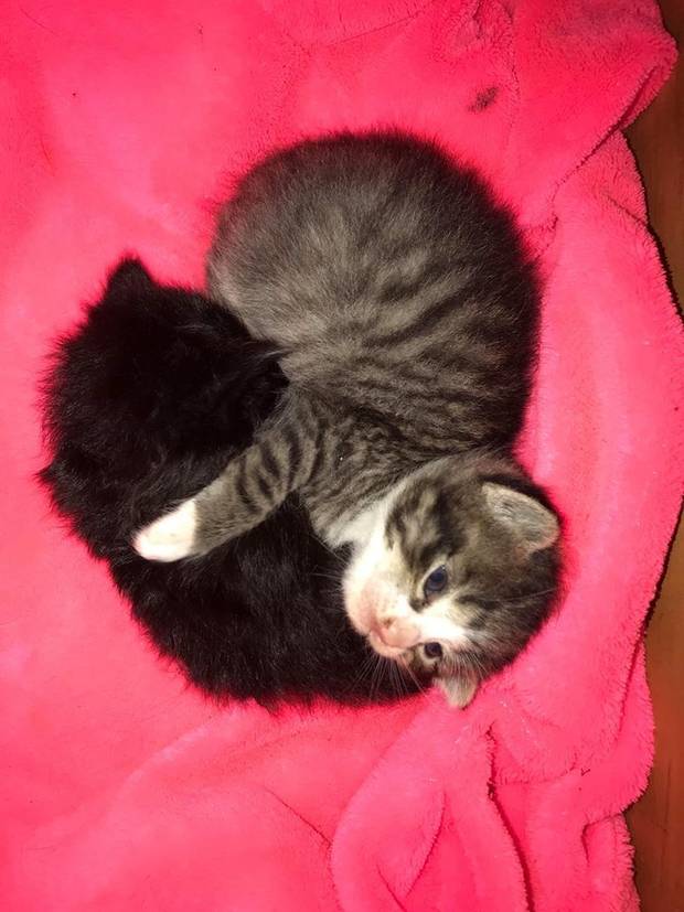 The rescued kitten with its new adopted mother. Photo: Supplied