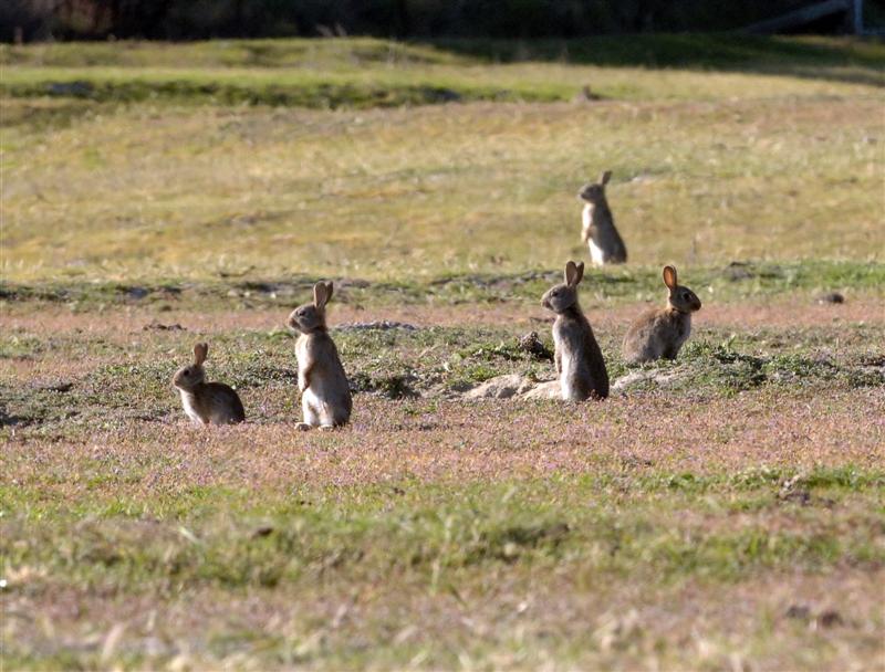 Каких животных завезли в австралию. Кролики в Австралии Нашествие. Дикие кролики в Австралии. Зайцы в Австралии. Одичавшие кролики в Австралии.