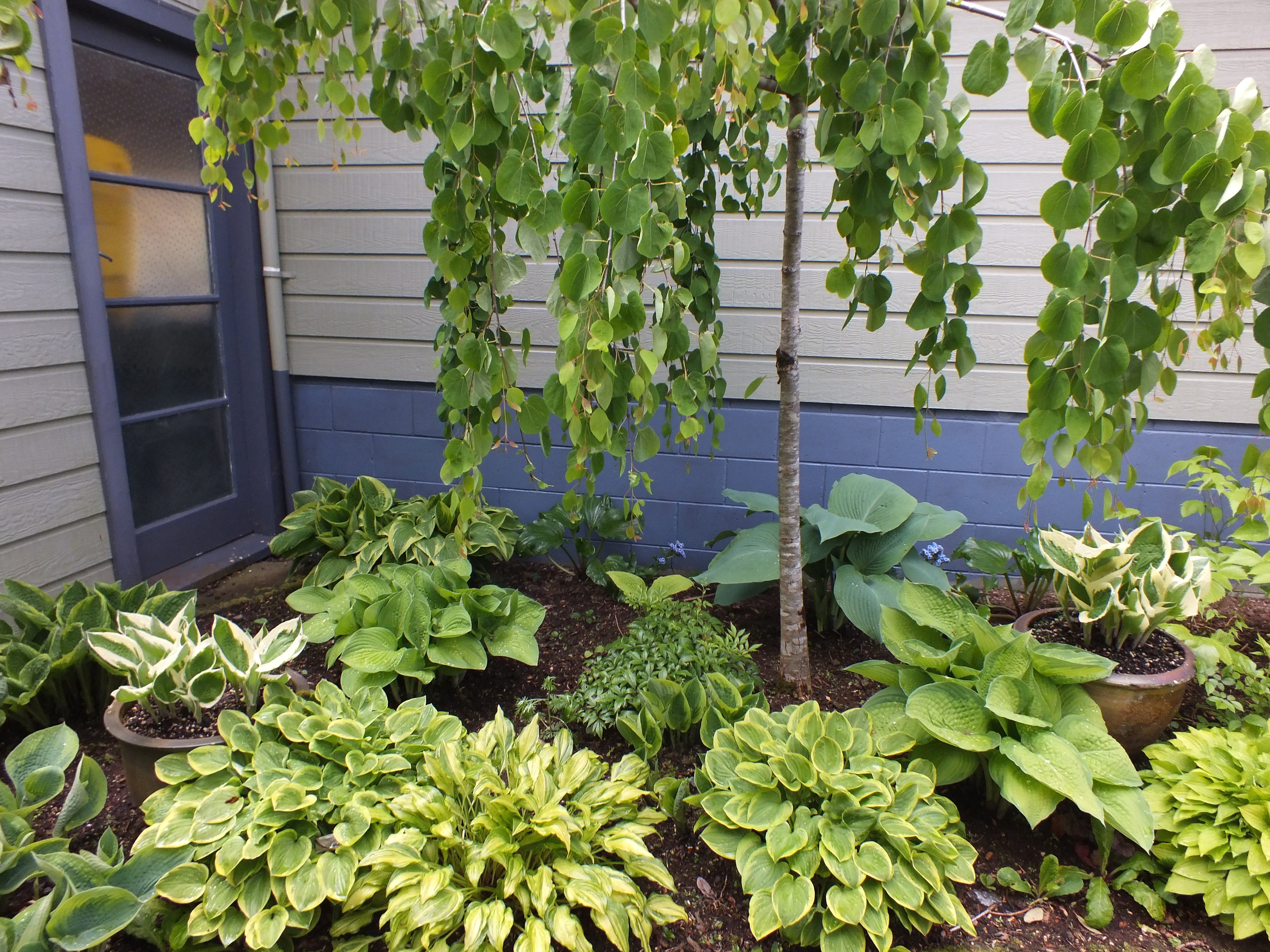 Heavenly Hostas Otago Daily Times Online News